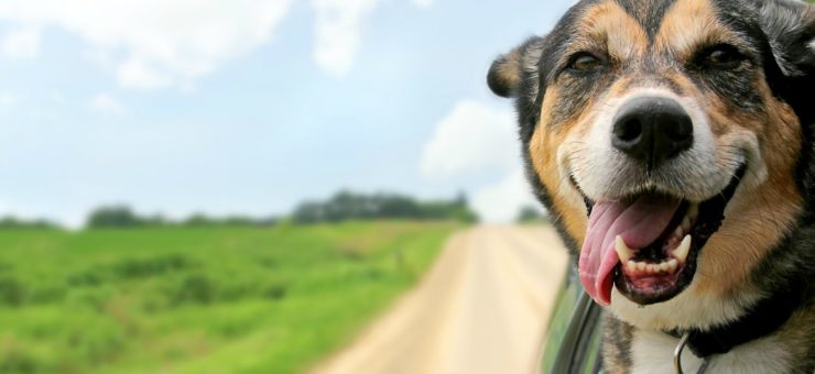 14 Important Tips for Moving with Your Pet